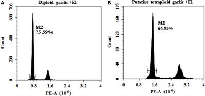 In vitro Induction and Phenotypic Variations of Autotetraploid Garlic (Allium sativum L.) With Dwarfism